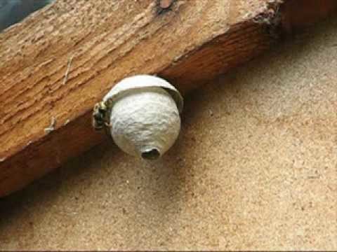 The making of a wasp nest
