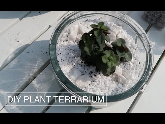 DIY: easy plant terrarium