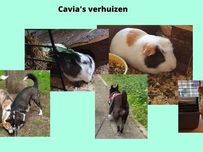 De cavia,s verhuizen  #593