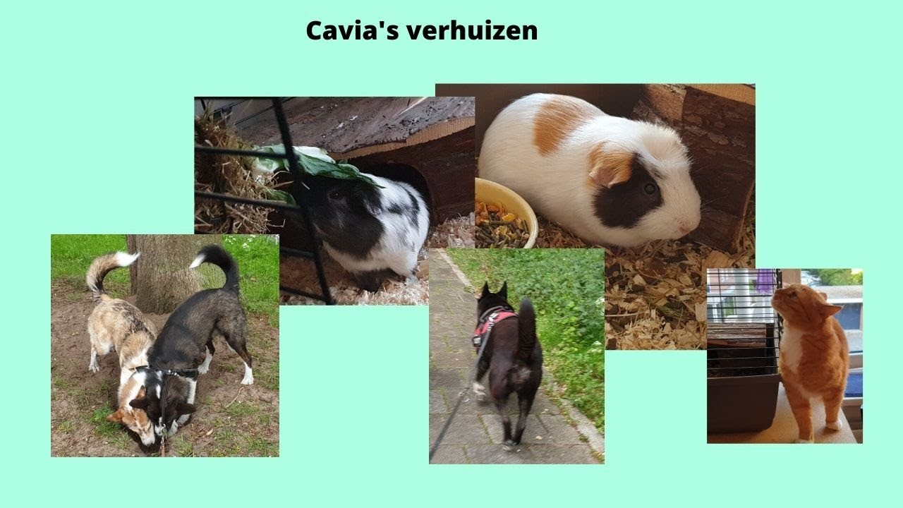 De cavia,s verhuizen  #593