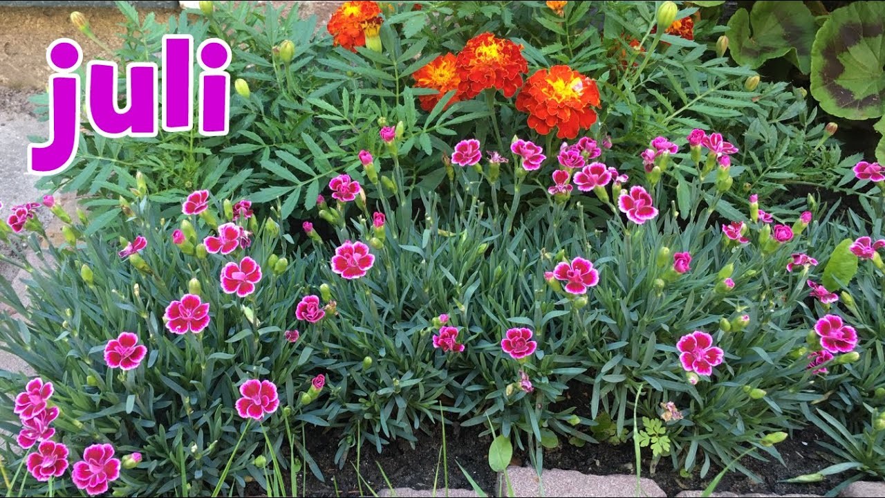 Begin juli: Welke planten staan in bloei (in mijn tuin)?