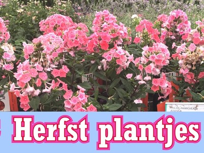 Mooie herfst plantjes deze week in de aanbieding bij Ranzijn.