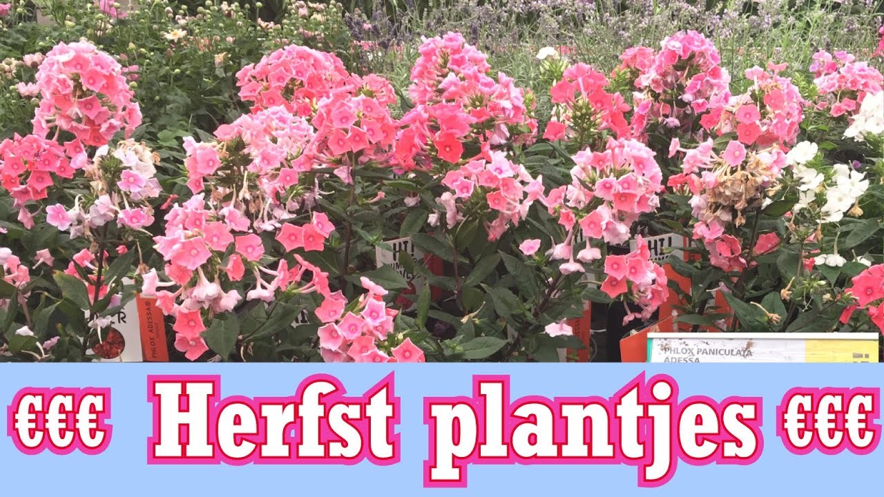 Mooie herfst plantjes deze week in de aanbieding bij Ranzijn.