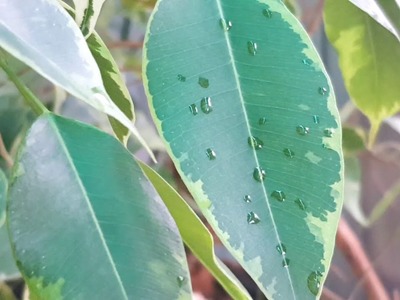 Wil Je een Kamerlant Als De (TREURVIJG. FICUS BENJAMINA)  Boosten (En Dan Puur De Natuur)