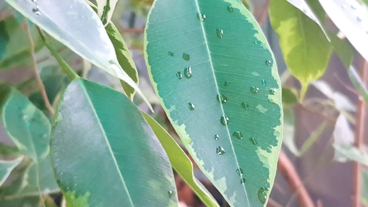 Wil Je een Kamerlant Als De (TREURVIJG. FICUS BENJAMINA)  Boosten (En Dan Puur De Natuur)