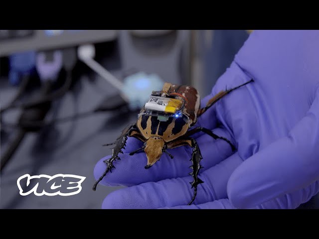 Cyborg Insecten: de biobots die mensenlevens kunnen redden