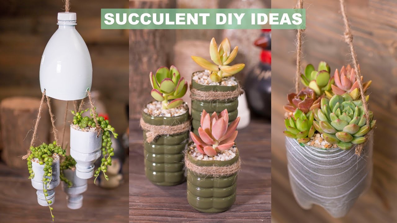 6 Succulent DIY Ideas & Plastic Recycling| Tái chế chai nhựa trồng sen đá| 多肉植物| 다육이들 | Suculentas