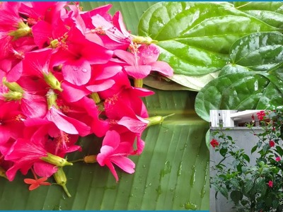 Betel And Hibiscus Flowers Garland | తమలపాకు Mala  | మందార పువ్వు Mala | God For Garland |Betel Mala