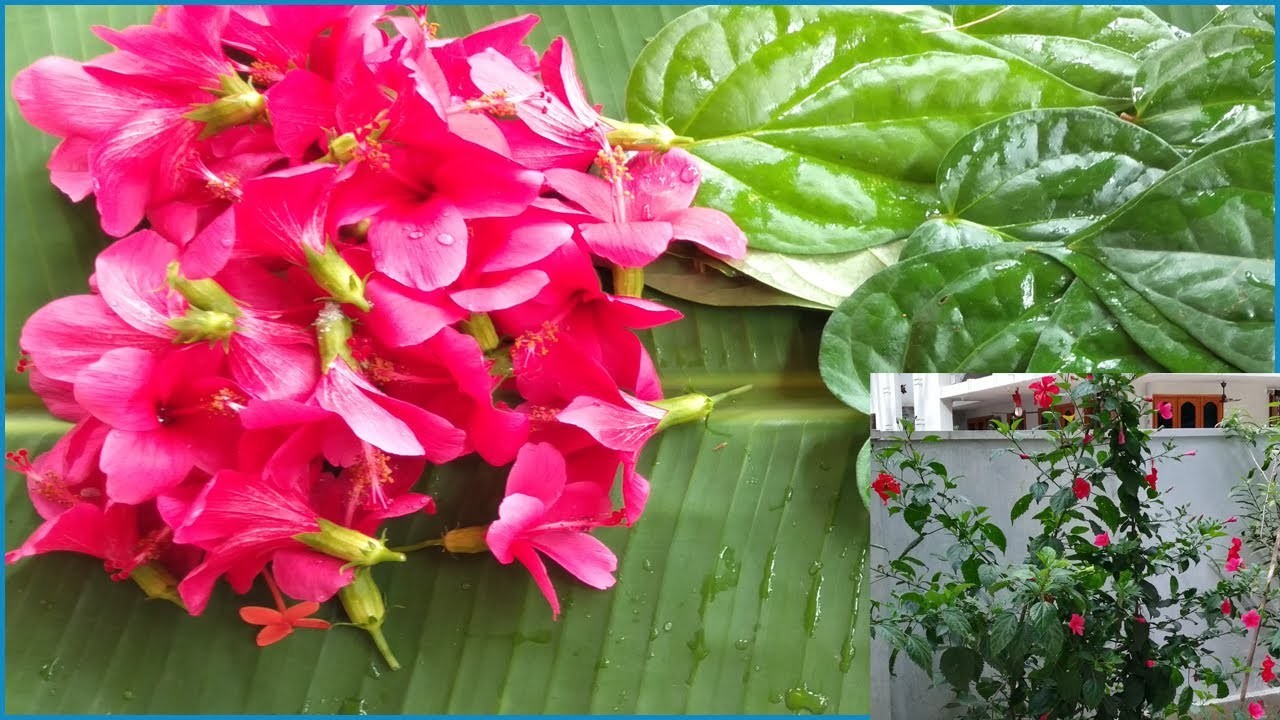 Betel And Hibiscus Flowers Garland | తమలపాకు Mala  | మందార పువ్వు Mala | God For Garland |Betel Mala