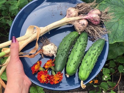 Moestuintjes AH - komkommers oogsten- update #10