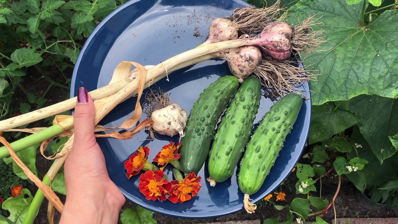 Moestuintjes AH - komkommers oogsten- update #10