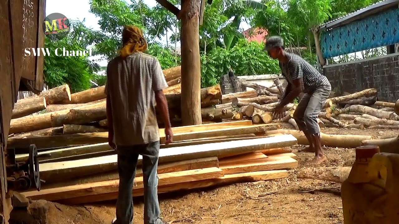 Waspada dengan kayu putih yang suci penuh racun berbisa