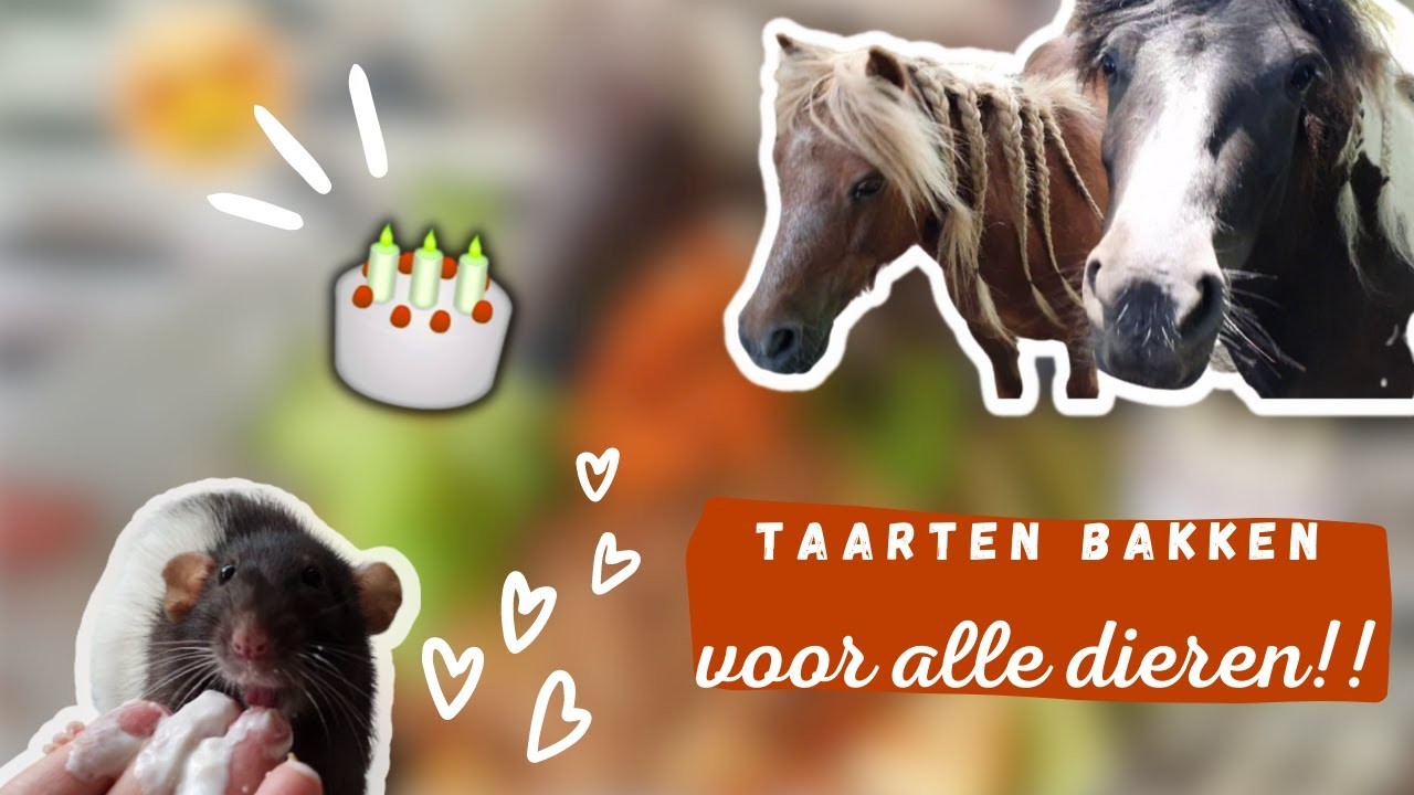 Twee Super Leuke Verjaardagstaarten ???????? maken voor ALLE Dieren!???????????? Hoe gaat dat aflopen?! ???????????? +RECEPT