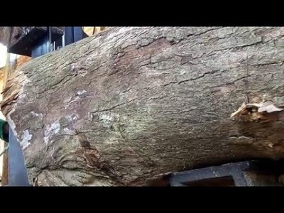 Fenomena langka,penampakan kayu jati terunik didunia yg menggegerkan masyarakat Jatim bagian selatan
