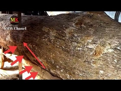 Pucuk kayu jati gembol diborong 130jt di gergaji sawmill pesanan juragan malaysia